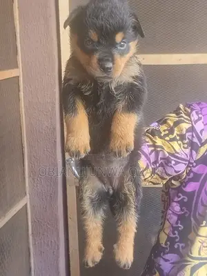 1-3 months Female Purebred Rottweiler