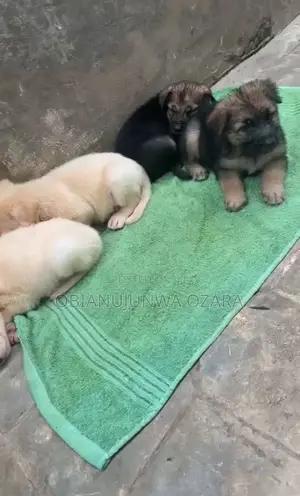 1-3 months Female Purebred German Shepherd