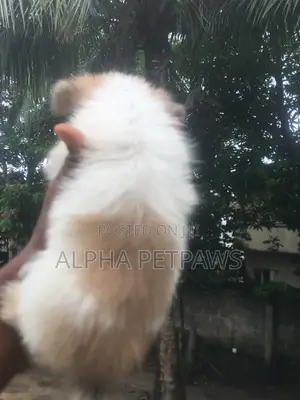 1-3 months Female Purebred Lhasa Apso