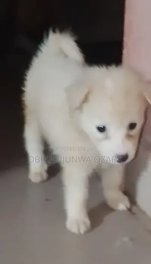1-3 months Female Purebred American Eskimo
