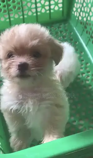 1-3 months Female Purebred Lhasa Apso
