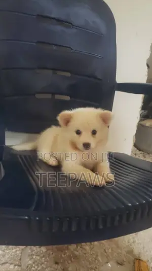 1-3 months Male Purebred American Eskimo