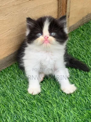 1-3 months Male Purebred Persian