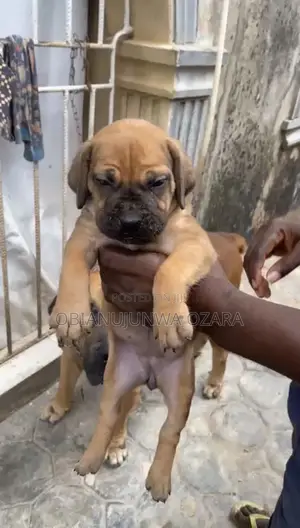 1-3 months Female Purebred Boerboel