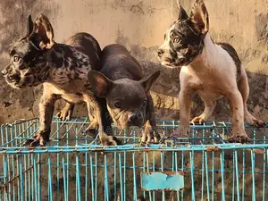 3-6 months Female Purebred French Bulldog