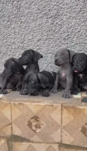 1-3 months Female Purebred Cane Corso