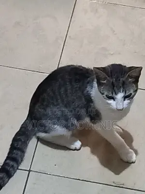 3-6 months Male Mixed Breed Cat