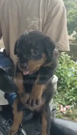 1-3 months Female Purebred Rottweiler