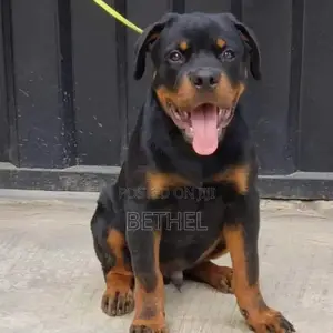 1-3 months Female Purebred Rottweiler