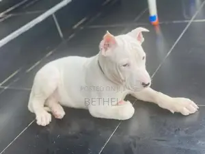 1-3 months Male Purebred American Pit Bull Terrier
