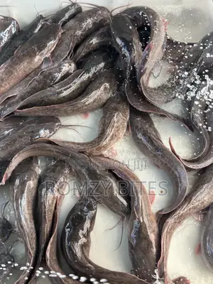 Fresh Catfish for Sale in Kaduna