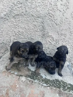 0-1 month Male Purebred German Shepherd