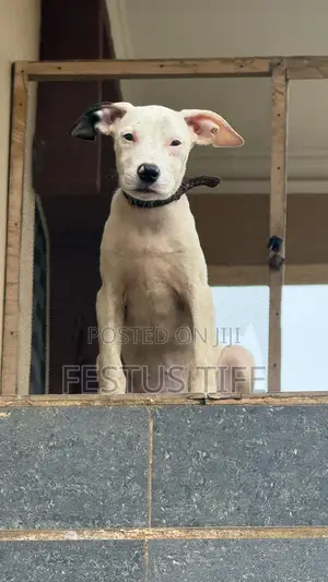 1-3 months Female Purebred American Pit Bull Terrier