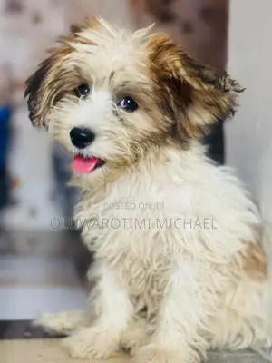 3-6 months Female Purebred Lhasa Apso