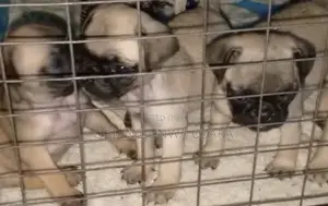 1-3 months Female Purebred Pug