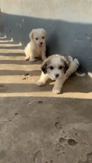 1-3 months Female Purebred Lhasa Apso