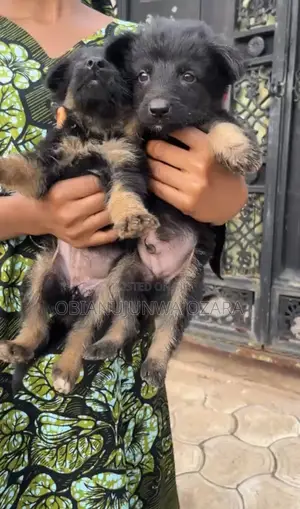 1-3 months Female Purebred German Shepherd
