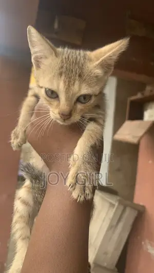 1-3 months Female Purebred American Shorthair