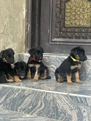 1-3 months Female Purebred German Shepherd