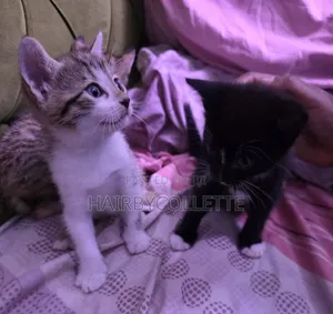 1-3 months Male Purebred American Shorthair