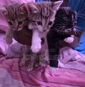 1-3 months Male Purebred American Shorthair