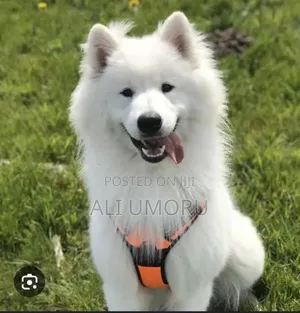 1+ year Male Purebred American Eskimo