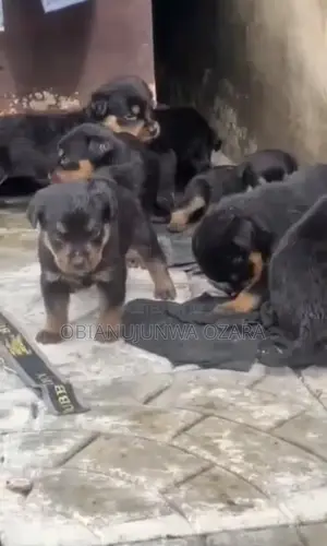 1-3 months Female Purebred Rottweiler