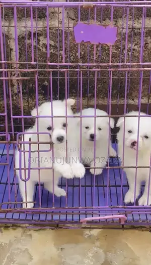 1-3 months Male Purebred American Eskimo
