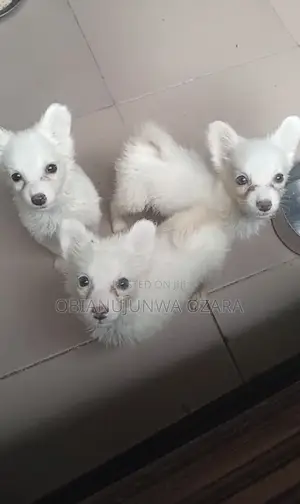1-3 months Female Purebred American Eskimo