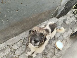 6-12 months Female Purebred Caucasian Shepherd
