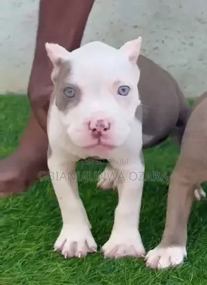 1-3 months Female Purebred American Bully