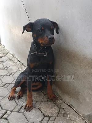 6-12 months Female Purebred Rottweiler