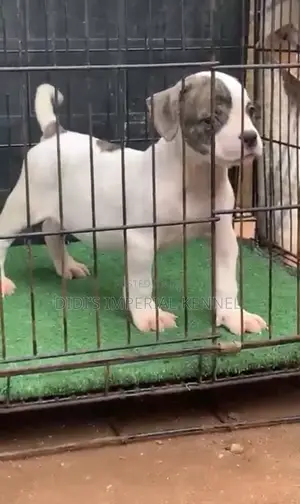 1-3 months Female Purebred American Pit Bull Terrier