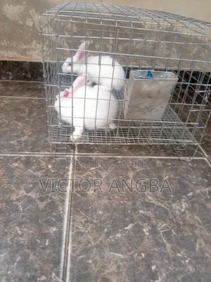 Rabbit Cage