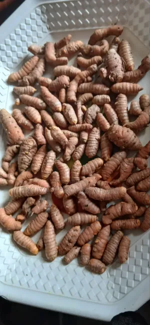 Fresh Turmeric