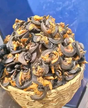 Snail Dehydrated Snail