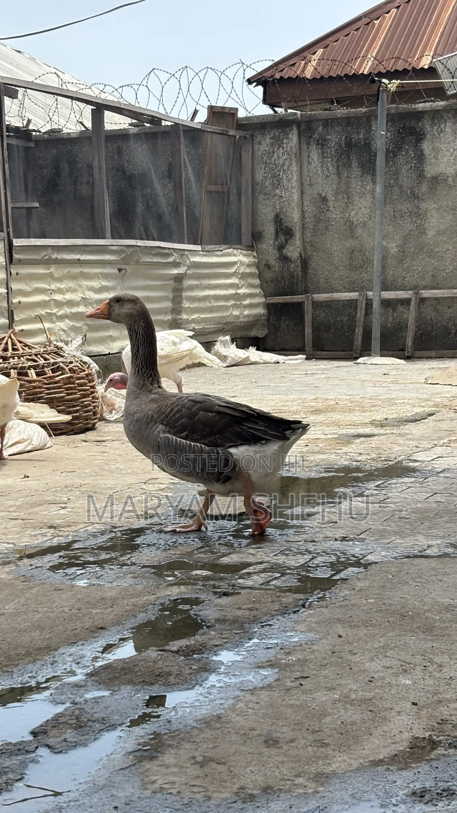 Mighty Goose