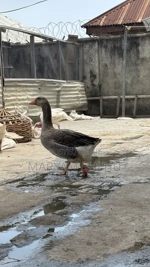 Mighty Goose