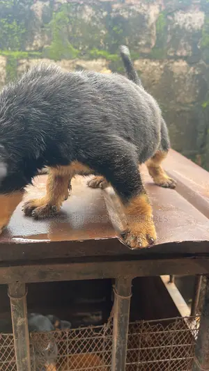 1-3 months Male Purebred Rottweiler