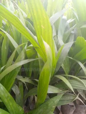 Tenera Oil Palm Seedlngs