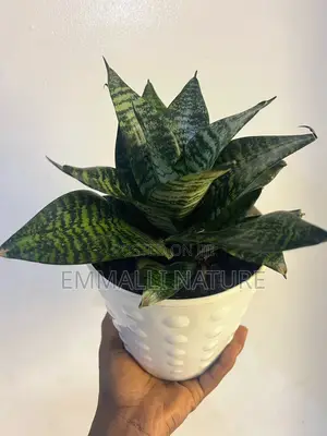 Indoor Plants (As Low as N10,000)