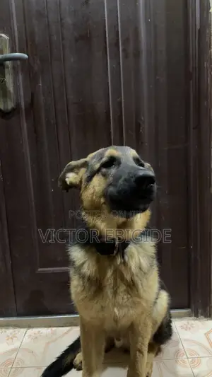 3-6 months Male Purebred German Shepherd