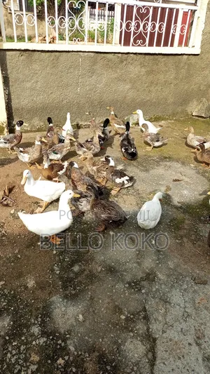 Mature Duck for Sale