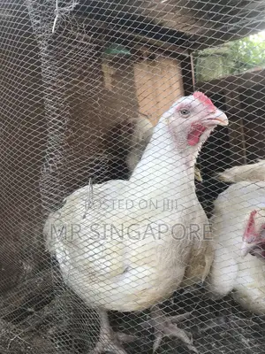 Boiler Chicken’S for Sale