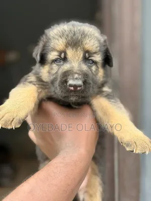 1-3 months Female Purebred German Shepherd