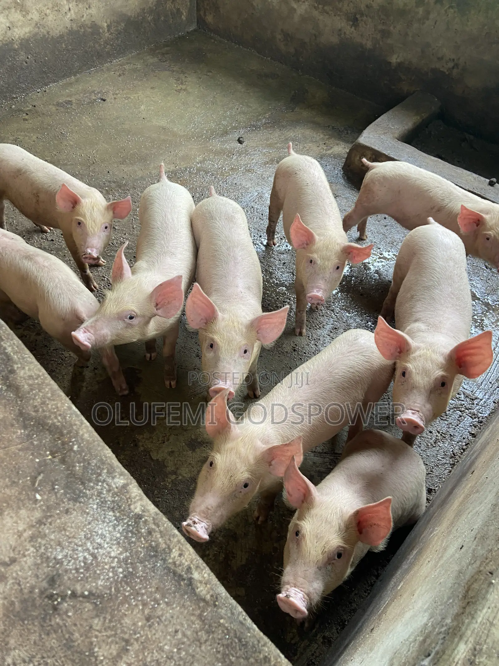 Tn70 + Large White Weaners