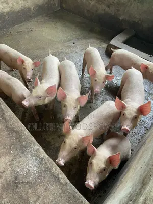 Tn70 + Large White Weaners