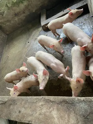 Tn70 + Large White Weaners