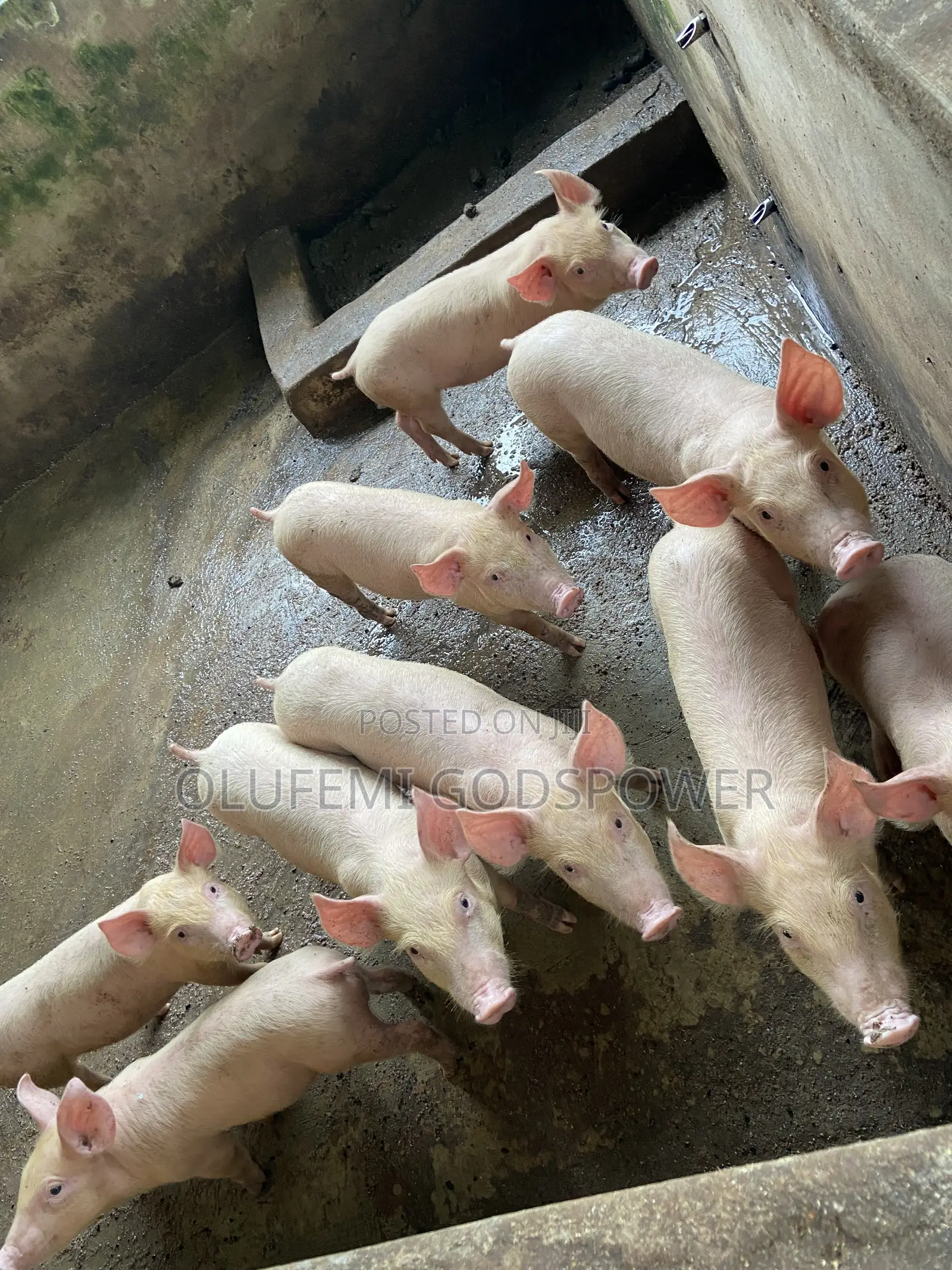 Tn70 + Large White Weaners