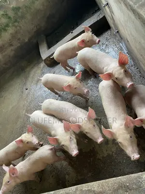 Tn70 + Large White Weaners